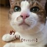 Profilbild von めい【ガソリンリン】