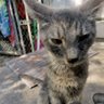 Arcane Vivid profil fotoğrafı