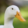 Profilbild von Smeeb