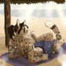 Profilbild von SoftServeServal