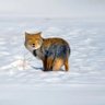 Фото профиля tibetanfox