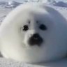 Acentia's profile picture