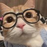Cat that makes you smile's profile picture