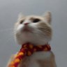 mira¹⁷'s profile picture
