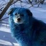 Фото профиля Көк Ит 🐕