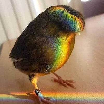 Maconha_Velha's profile picture