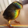 Cabeça de Gelo's profile picture