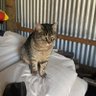 Gata gruñona's profile picture