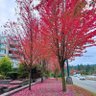 Фото профиля maple