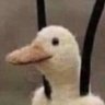 Profilbild von birno