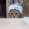ちょこら profil fotoğrafı