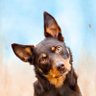Workingdog's profile picture