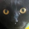 Riley B. Cat 的头像