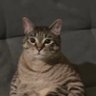 baredex 😴 profil fotoğrafı