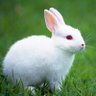 Rabbits and Redpills profil fotoğrafı
