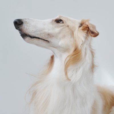 velzoi's profile picture