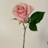 بدور profil fotoğrafı