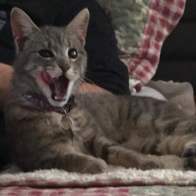 alca's profile picture