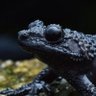 Stygian Amphibian profil fotoğrafı