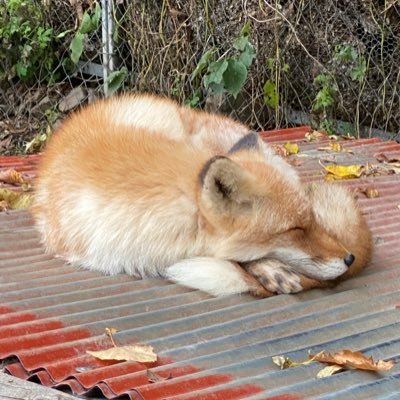 Sleep Deeply@日本一周中's profile picture