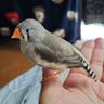 くらげ 的头像