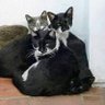 Profilbild von La Gata Murra 🐱🐕🐾🐈‍⬛🦍🇦🇷