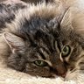Фото профиля ValeChats