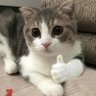 ppkrub 的头像