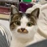 Profilbild von IDRIS BILYA