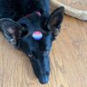 Profilbild von Black Dog MAGA