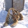 Cheetos's profile picture
