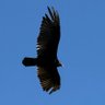 Profilbild von Raptormann