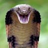 King Cobra's profile picture