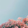 ✳︎ profil fotoğrafı