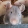 Profilbild von sapul