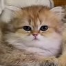 ยกตัวให้พี่หน่อยค่ะ 🐠🪐 lllllllllllllllllllllll profil fotoğrafı