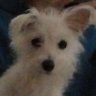 Profilbild von Mônica