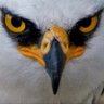 Profilbild von montblanc