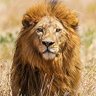 Jose Contreras profil fotoğrafı