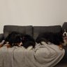 kRisu profil fotoğrafı