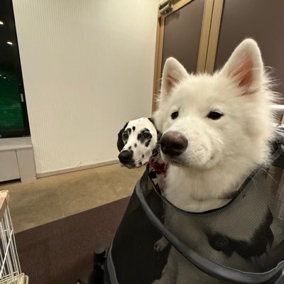HHiiYYuuKKii's profile picture