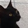CallistoDwhale's profile picture