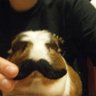 Фото профиля ૮ ⸝⸝o̴̶̷᷄ ·̭ o̴̶̷̥᷅⸝⸝ ྀིა