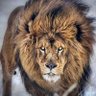 اسود الدميرة profil fotoğrafı