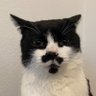 Profilbild von KatS