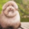mulch dog's profile picture