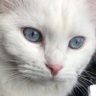 Profilbild von Blue_eyed_Diamond
