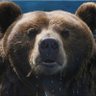 Donaldo's profile picture