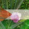abdelfattah profil fotoğrafı