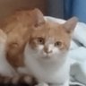 シトロン's profile picture